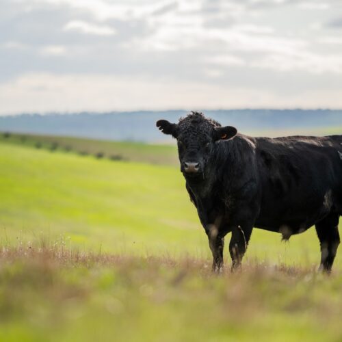 Aberdeen Angus - William