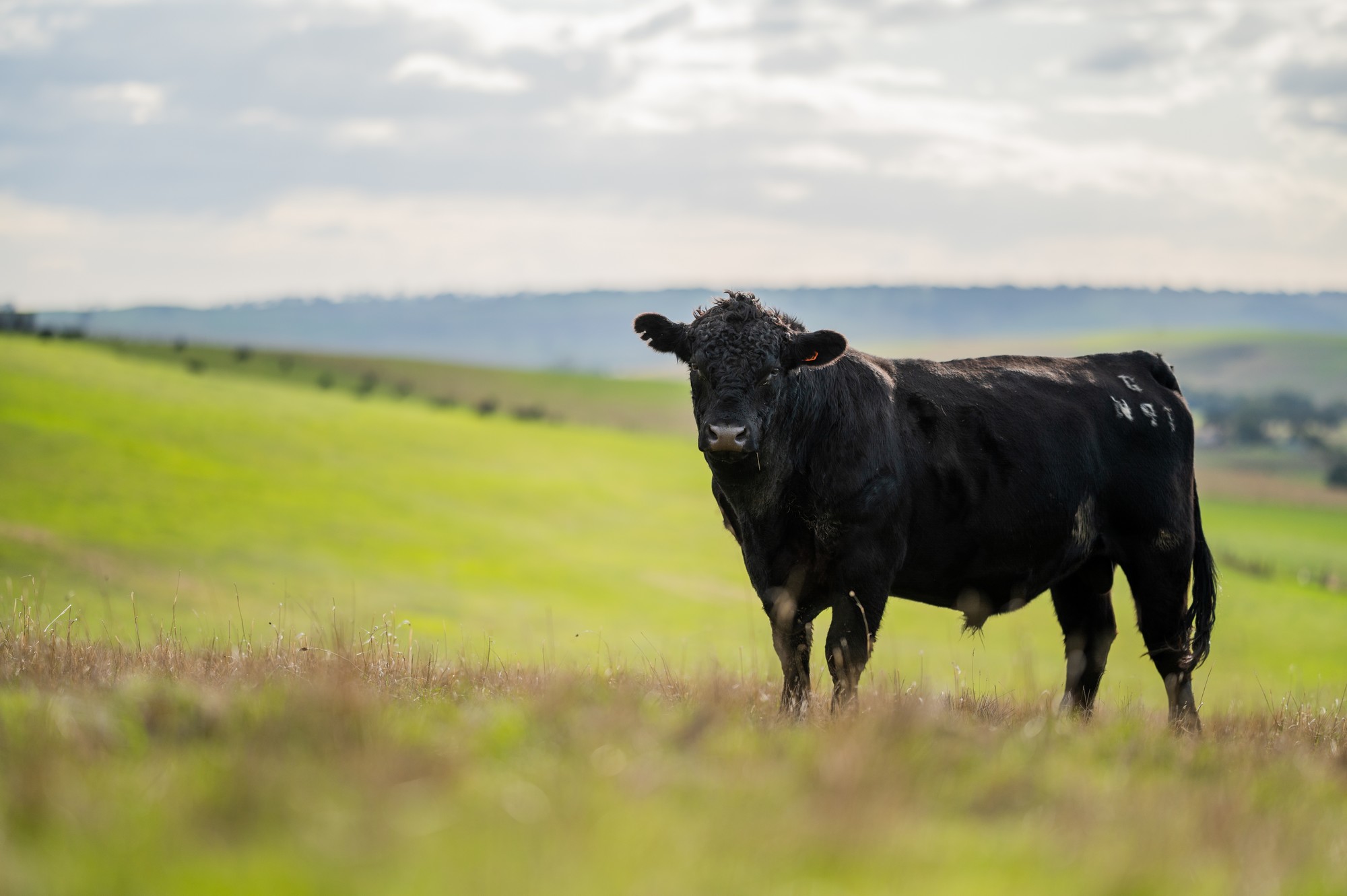 Aberdeen Angus - William