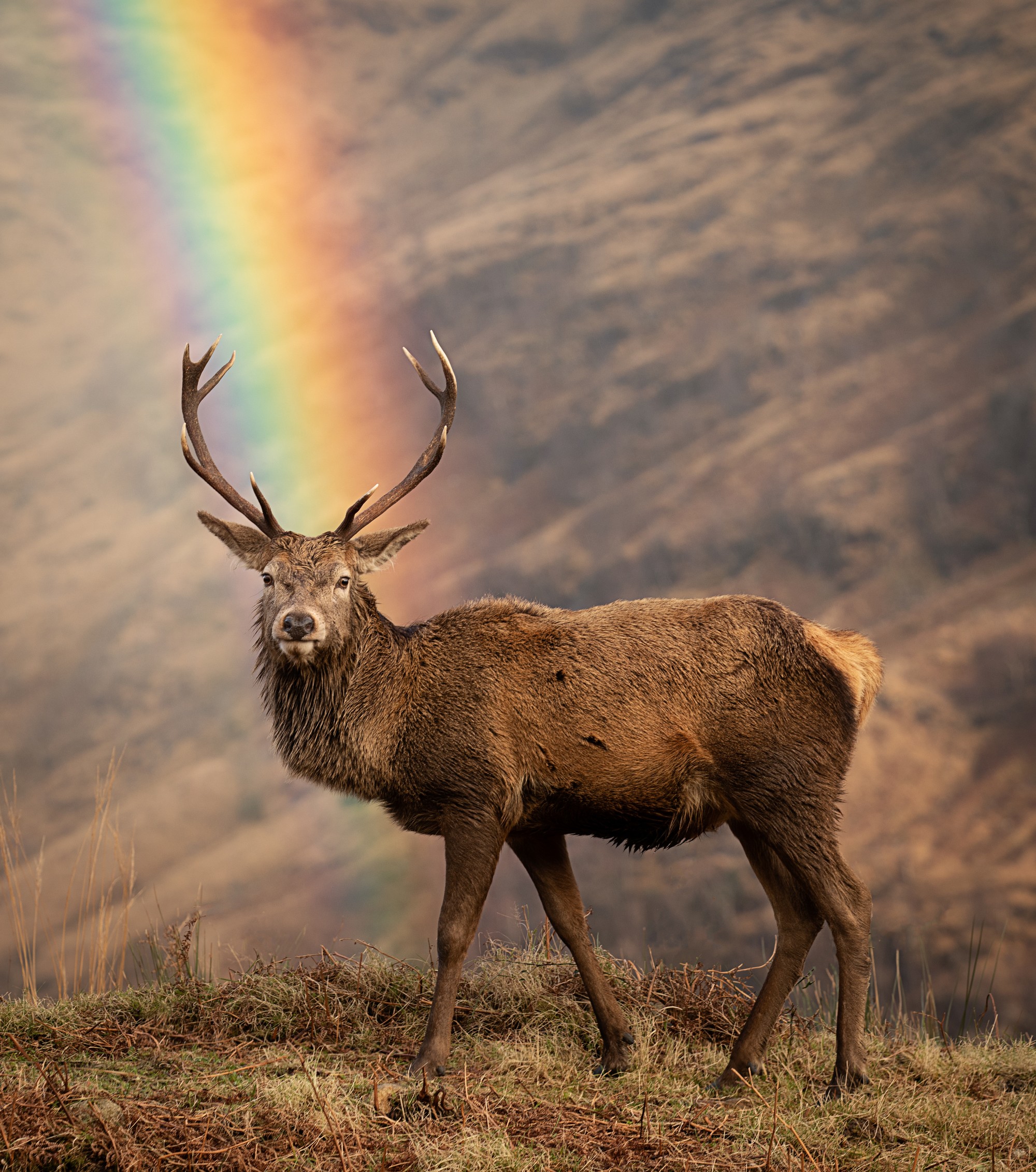 Un cerf écossais - © Chris