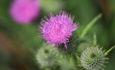 Le chardon écossais : plus qu'un symbole ! - © Pefkos